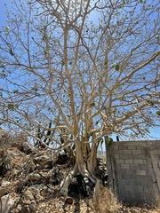 Ficus petiolaris palmeri