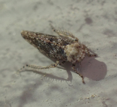 Paraphlepsius collitus