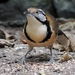 Greater Necklaced Laughingthrush - Photo (c) Jeff Chapman, some rights reserved (CC BY-NC), uploaded by Jeff Chapman