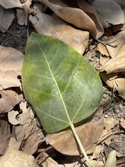 Ficus petiolaris palmeri