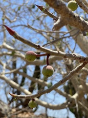 Ficus petiolaris palmeri