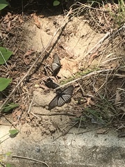 Aldania raddei