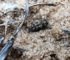 Acmaeodera neoneglecta