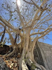 Ficus petiolaris palmeri