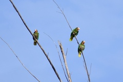 Amazona leucocephala