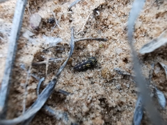 Acmaeodera neoneglecta