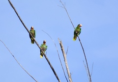 Amazona leucocephala