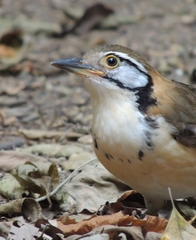 Pterorhinus pectoralis