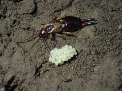 Forficula auricularia