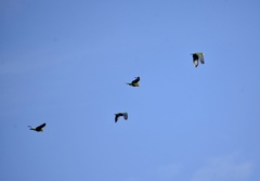 Amazona leucocephala