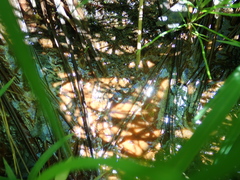 Gallionellaceae