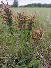 Pedicularis dasystachys