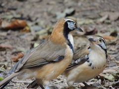 Pterorhinus pectoralis