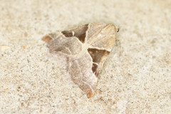 Plataea blanchardaria