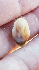 Pilosabia trigona