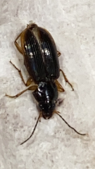 Stenolophus ochropezus