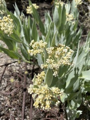 Asclepias vestita