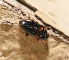 Mycetochara