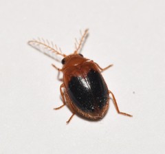 Prionocyphon discoideus