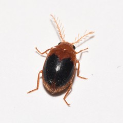 Prionocyphon discoideus