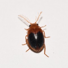 Prionocyphon discoideus