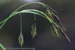 Carex macrochaeta