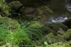 Carex macrochaeta