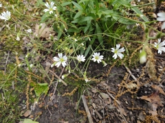Cerastium velutinum