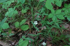 Cerastium velutinum