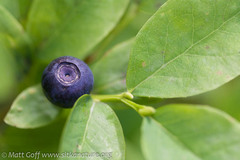 Vaccinium alaskaense