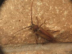 Enaphalodes hispicornis