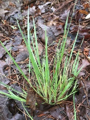 Dichanthelium linearifolium