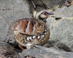 Arborophila brunneopectus