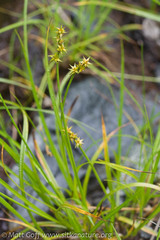 Carex echinata