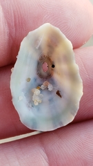 Fissurella microtrema