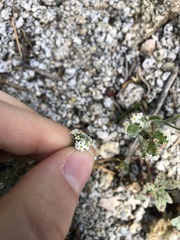 Cryptantha maritima