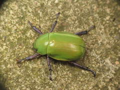 Chrysina beyeri