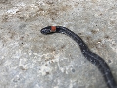 Pareas margaritophorus