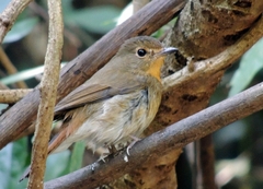 Cyornis whitei