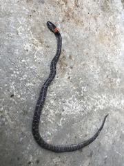 Pareas margaritophorus