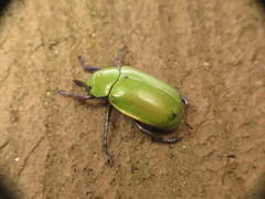 Chrysina beyeri