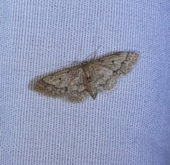 Idaea celtima