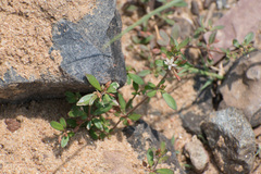 Mollugo verticillata