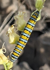 Pontia sisymbrii