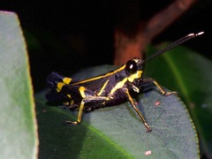 Traulia azureipennis