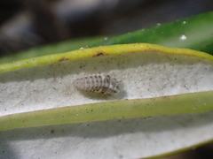 Psyllobora vigintimaculata