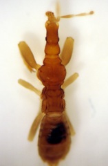 Enicocephalidae