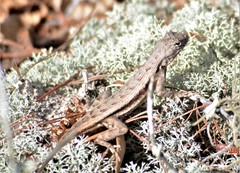 Sceloporus woodi