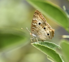 Anartia jatrophae