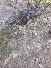 Dasyochloa pulchella